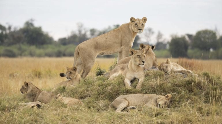 Channel profile: Nat Geo Wild - Sky Media Channel profile: Nat Geo Wild - Sky Media