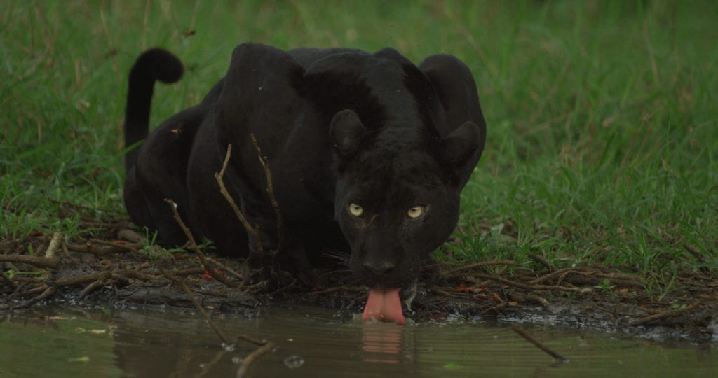 Channel profile: Nat Geo Wild - Sky Media Channel profile: Nat Geo Wild - Sky Media