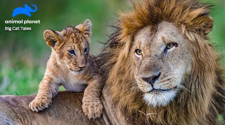 Channel profile: Animal Planet - Sky Media Channel profile: Animal Planet - Sky Media